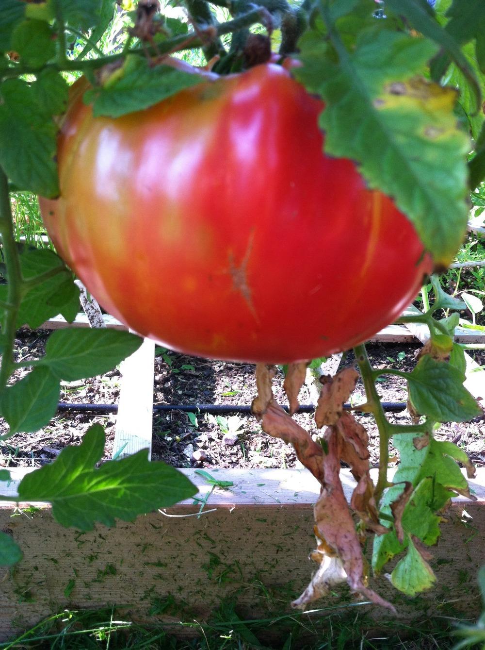 Photo of Tomato (Solanum lycopersicum 'German Striped') uploaded by Anderwood