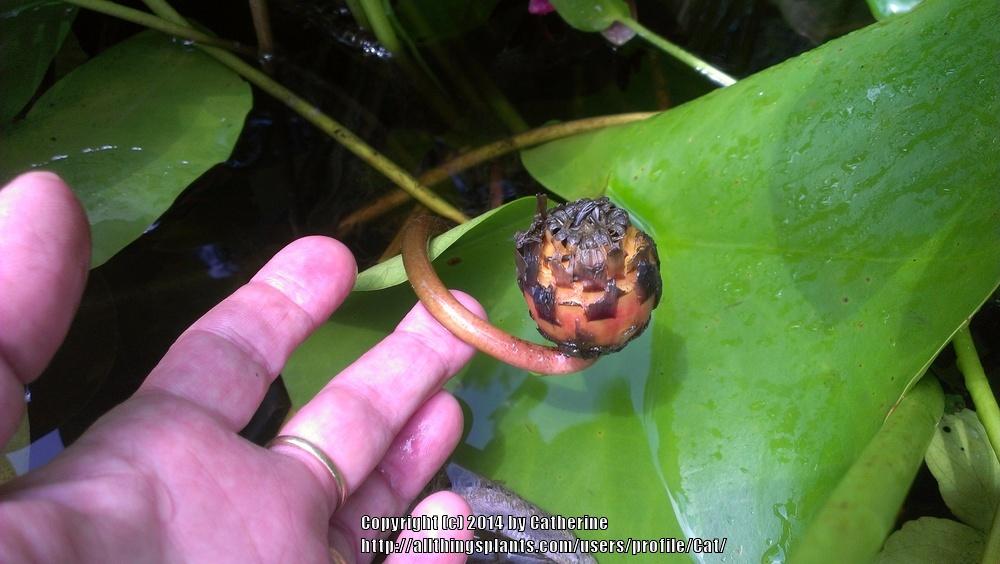 Photo of Hardy Water Lily (Nymphaea 'Marliacea Carnea') uploaded by Cat
