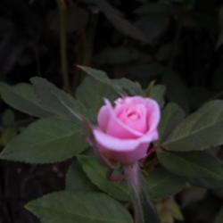 Location: Silver Spring, MD
Date: 2013-08-19
Blooms start out a medium pink color but then turn lighter to a n