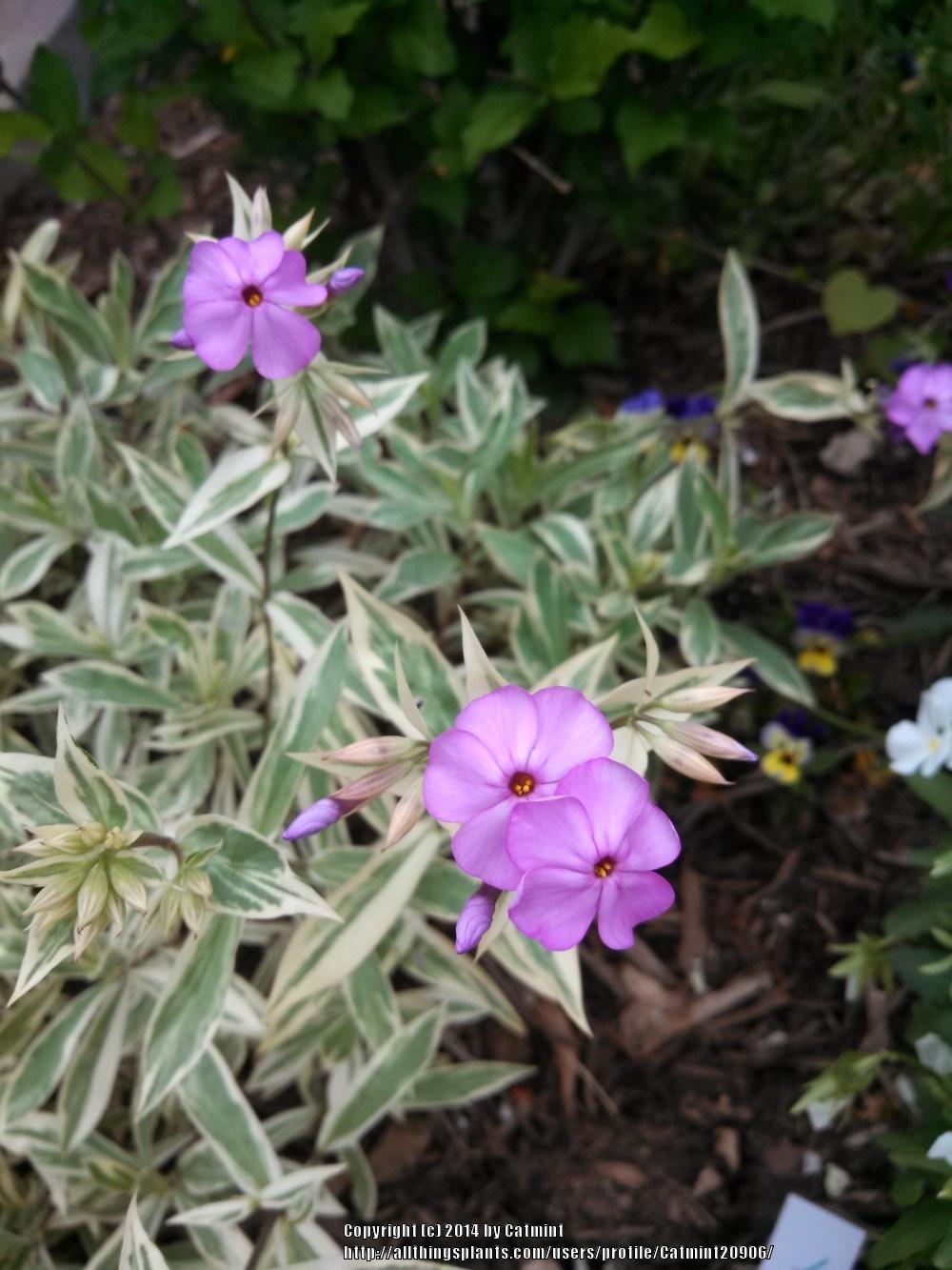 Photo of Meadow Phlox (Phlox glaberrima 'Triple Play') uploaded by Catmint20906