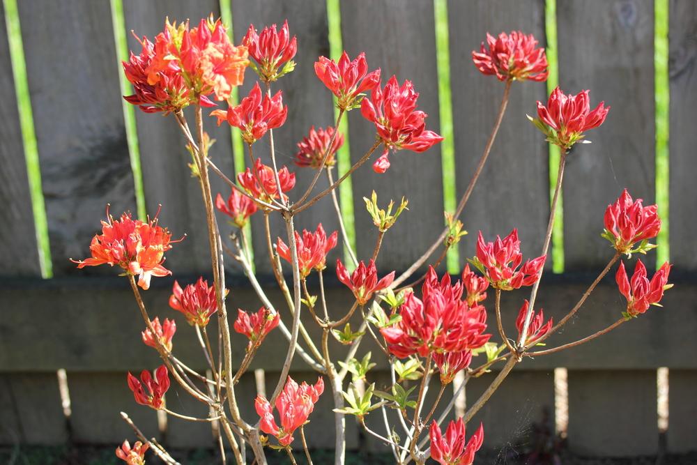 Photo of Azalea (Rhododendron 'Fireball') uploaded by DancingGenes
