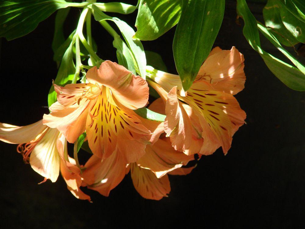 Photo of Peruvian Lily (Alstroemeria Princess Lilies® Mathilde) uploaded by Joy