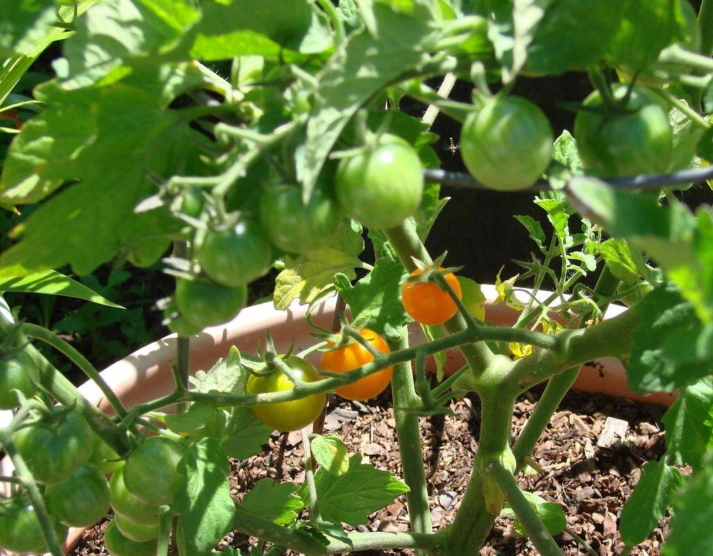 Photo of Tomato (Solanum lycopersicum 'Sungold') uploaded by Joy