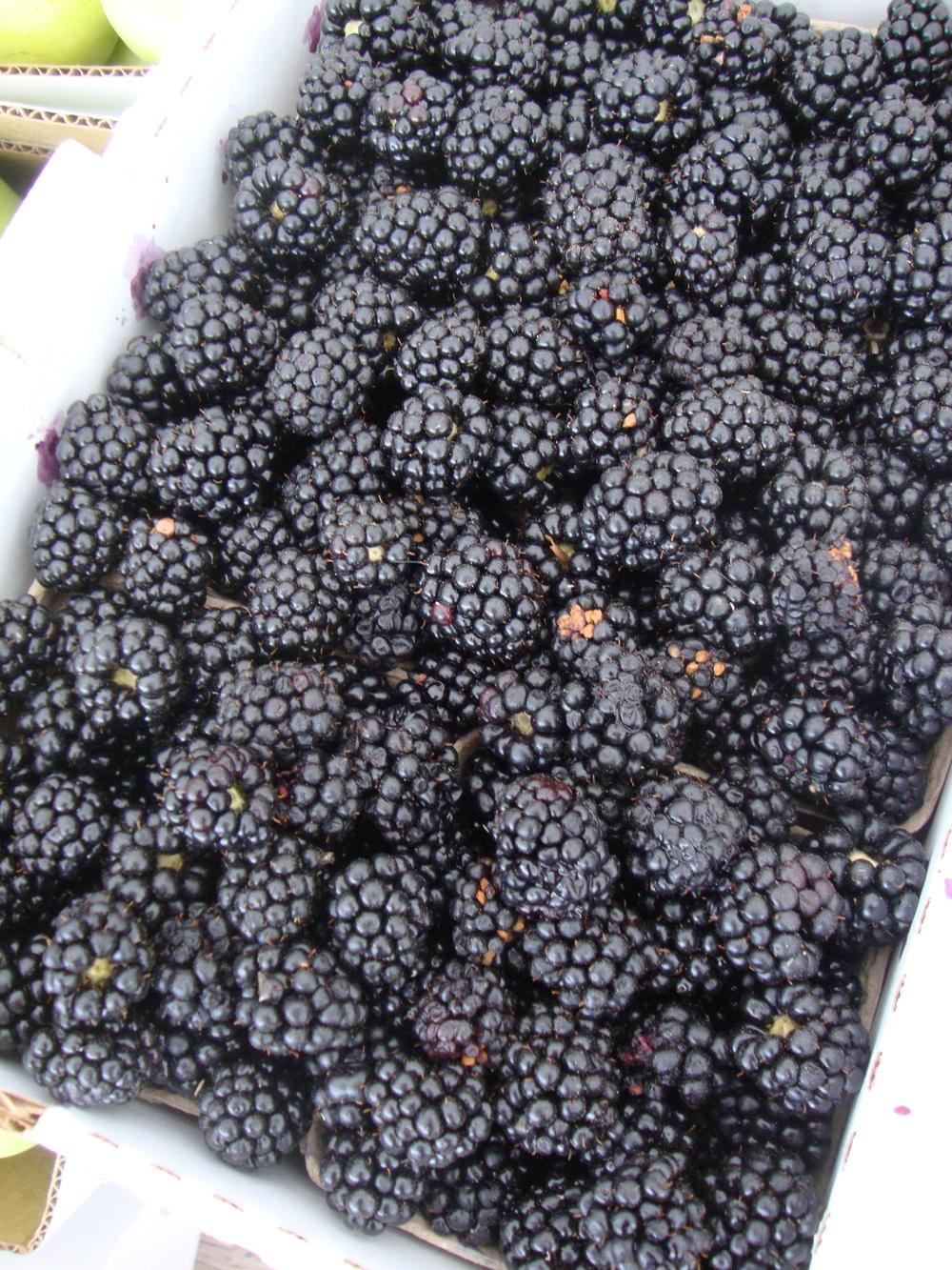 Photo of Thornless Blackberry (Rubus 'Navaho') uploaded by Paul2032