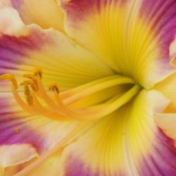 Location: home
Date: 2014-07-30
This daylily's been a great performer in my garden!  Beautiful to