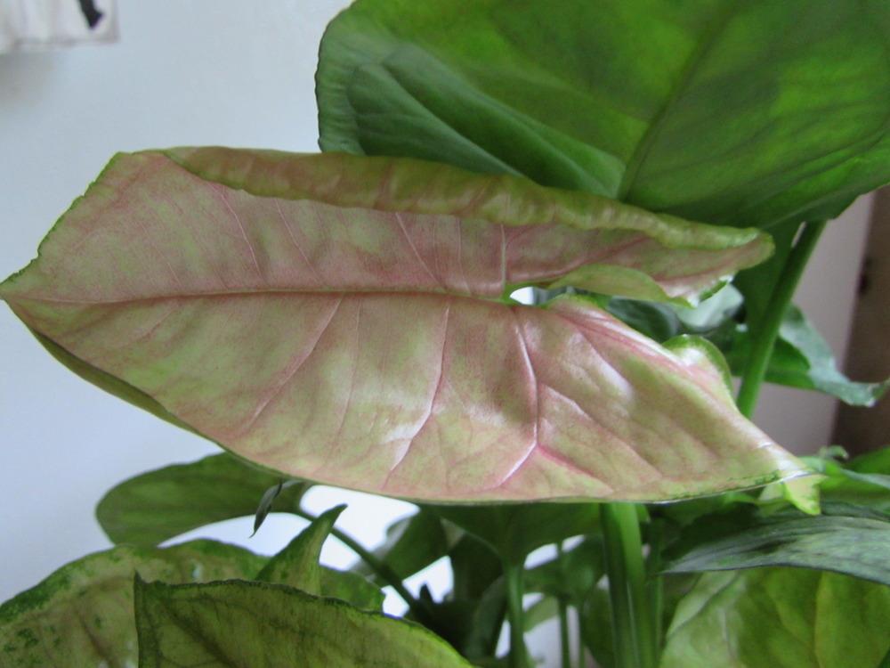 Photo of Arrowhead Plant (Syngonium podophyllum 'Pink Allusion') uploaded by SongofJoy