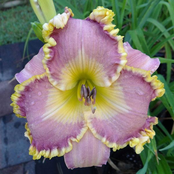 Photo of Daylily (Hemerocallis 'Compliment Magnet') uploaded by chalyse