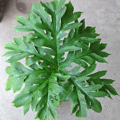 Fairly mature leaf form