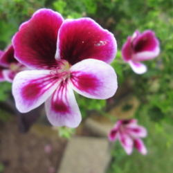 Location: Home garden
Date: 2014-07-30
This is a small geranium with a dazzling color combo of white, an