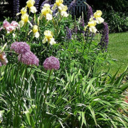 Location: Terrace garden right side
Date: 2014-07-30
Farthest back. Blooming with tall bearded irises and allium Purpl