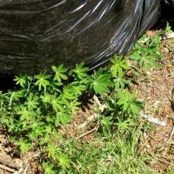 Location: Work area
Date: 2006-0428
Lupine sprouting in spring from chipping done, for compost, the p