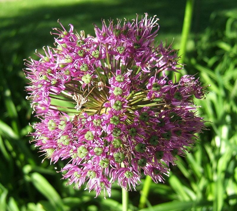 Photo of Flowering Onion (Allium 'Purple Sensation') uploaded by pirl