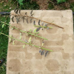 Location: Work area
Date: 2011-0713
Showing various stages of seeds ripening as well as the green, un