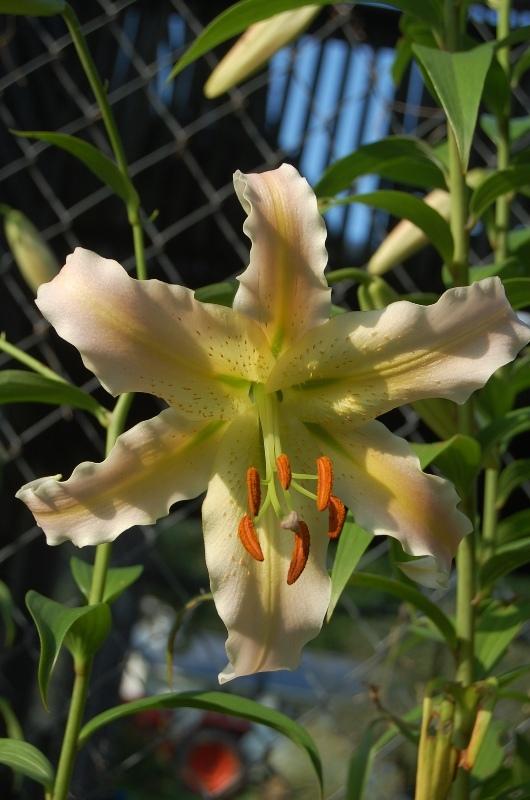 Photo of Lily (Lilium 'Elusive') uploaded by pixie62560