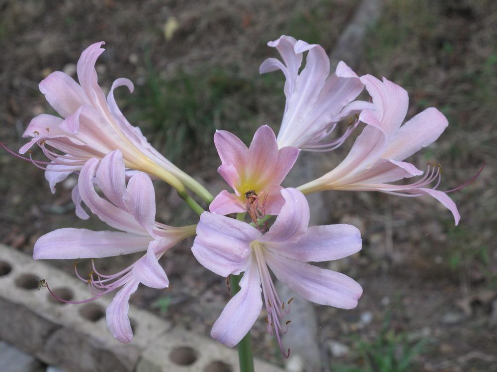 Photo of Surprise Lily (Lycoris squamigera) uploaded by rocklady