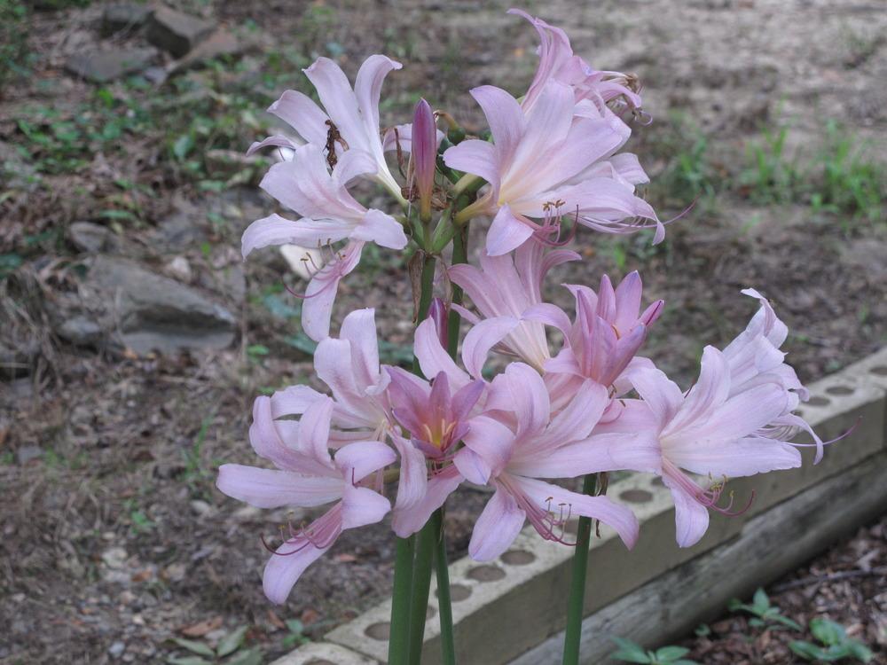 Photo of Surprise Lily (Lycoris squamigera) uploaded by rocklady