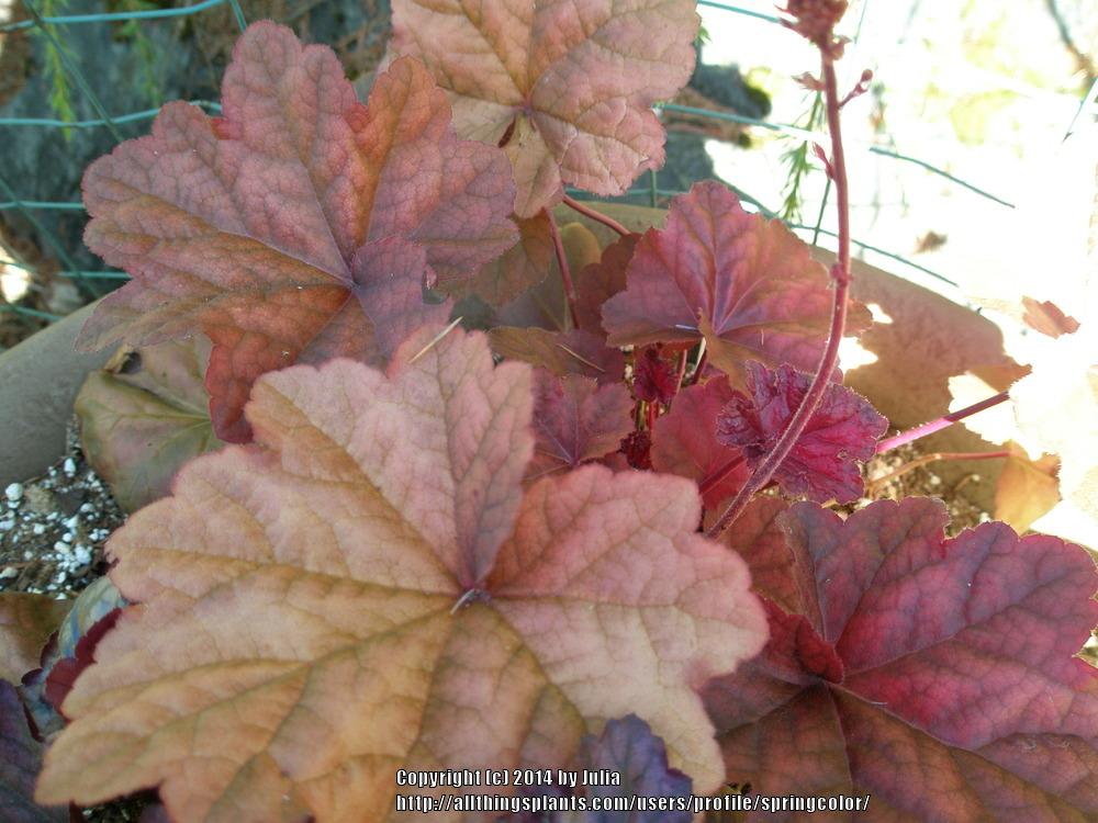 Photo of Coral Bells (Heuchera 'Lava Lamp') uploaded by springcolor
