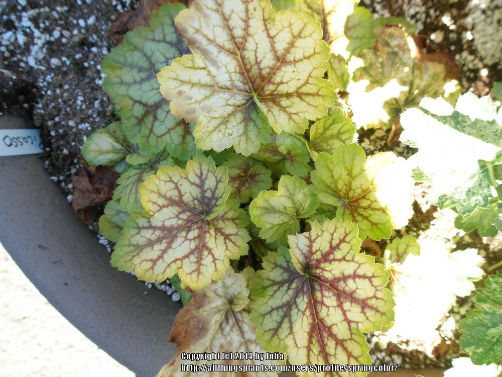 Photo of Coral Bells (Heuchera 'Picasso') uploaded by springcolor