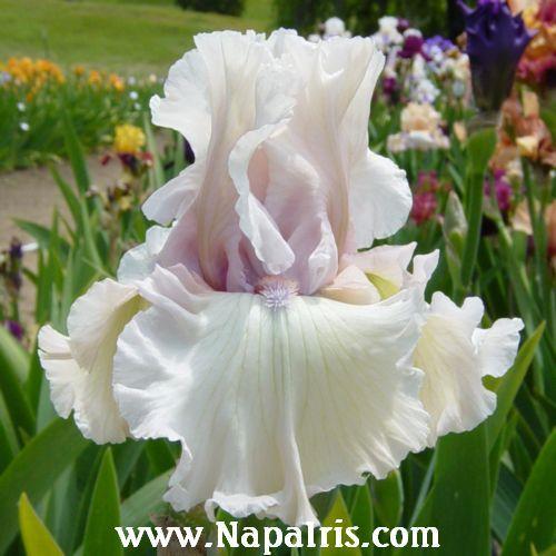 Photo of Tall Bearded Iris (Iris 'Treasured') uploaded by Calif_Sue