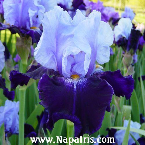 Photo of Tall Bearded Iris (Iris 'Tempting Fate') uploaded by Calif_Sue