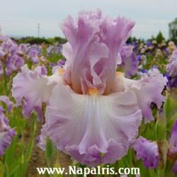 
Date: 2003-05-28
Photo courtesy of Napa Country Iris Garden