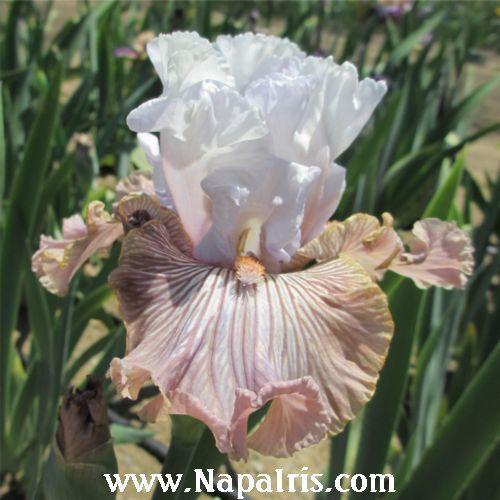 Photo of Tall Bearded Iris (Iris 'Tango Amigo') uploaded by Calif_Sue