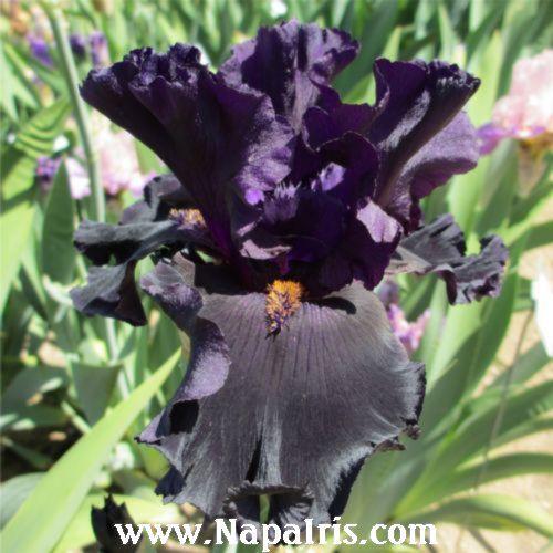 Photo of Tall Bearded Iris (Iris 'Twilight Tear') uploaded by Calif_Sue