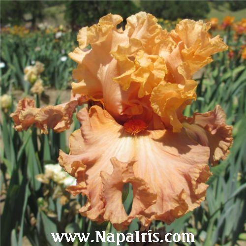 Photo of Tall Bearded Iris (Iris 'Totally Tropical') uploaded by Calif_Sue