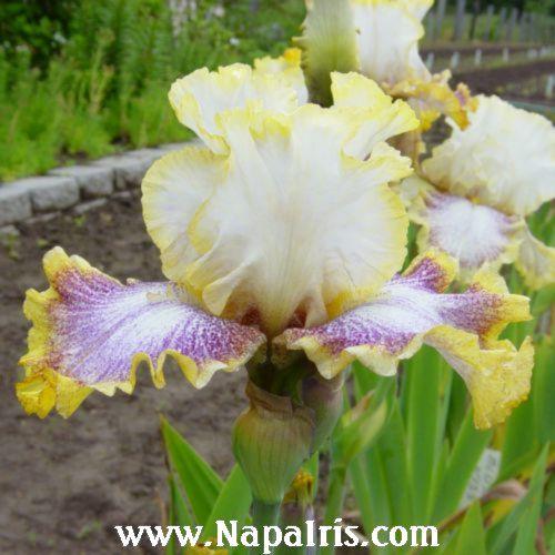 Photo of Tall Bearded Iris (Iris 'Whispering Spirits') uploaded by Calif_Sue