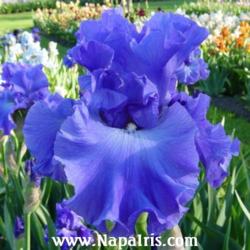 
Date: 2003-05-12
Photo courtesy of Napa Country Iris Garden