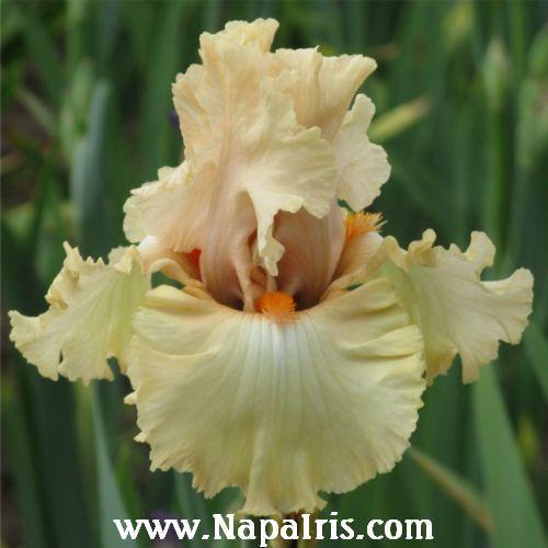 Photo of Tall Bearded Iris (Iris 'Wedding Belle') uploaded by Calif_Sue