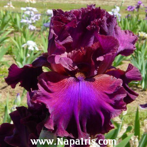 Photo of Tall Bearded Iris (Iris 'Texas Renegade') uploaded by Calif_Sue