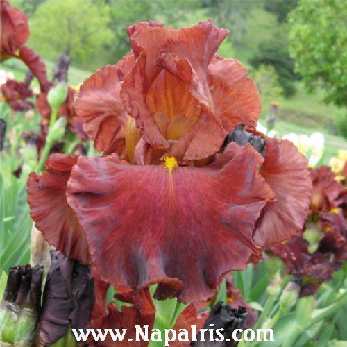 Photo of Tall Bearded Iris (Iris 'Valentino') uploaded by Calif_Sue