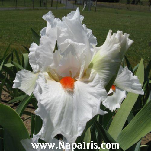 Photo of Tall Bearded Iris (Iris 'White Hot') uploaded by Calif_Sue