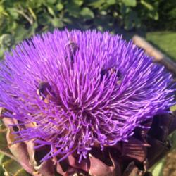 Location: The garden at Sanabria
Date: 2014-07-25
Massive head six inches across. Beloved of bees, RHS Award of Gar