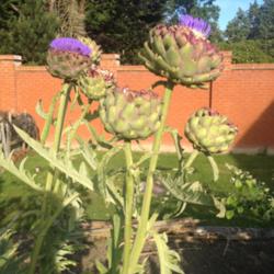 Location: The garden at Sanabria
Date: 2014-07-26
About five feet tall, probably will move these to show beds from 