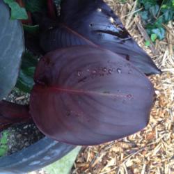Location: The garden at Sanabria
Date: 2014-07-26
A single leaf, about ten inches long, solid excellent colour. RHS