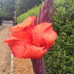 Location: The garden at Sanabria
Date: 2014-07-26
Flower after rain, strong solid colour. RHS Award of Garden Merit