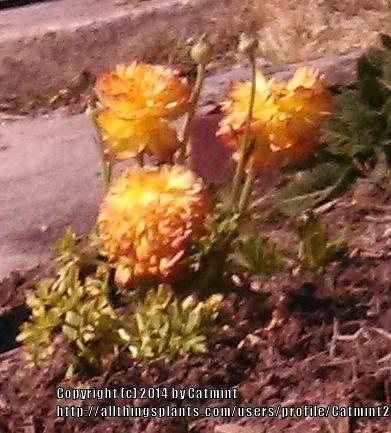 Photo of Persian Buttercup (Ranunculus subtilis 'Bloomingdale Mix') uploaded by Catmint20906