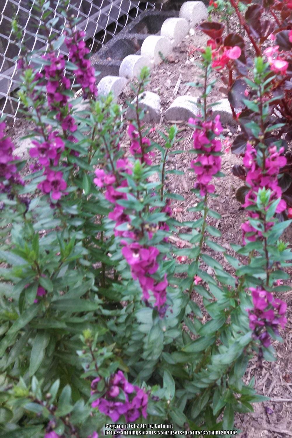 Photo of Angelonia (Angelonia angustifolia Archangel™ Raspberry Improved) uploaded by Catmint20906
