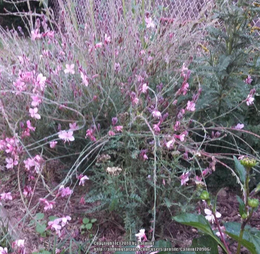 Photo of Appleblossom Grass (Oenothera lindheimeri 'Pink Lady') uploaded by Catmint20906