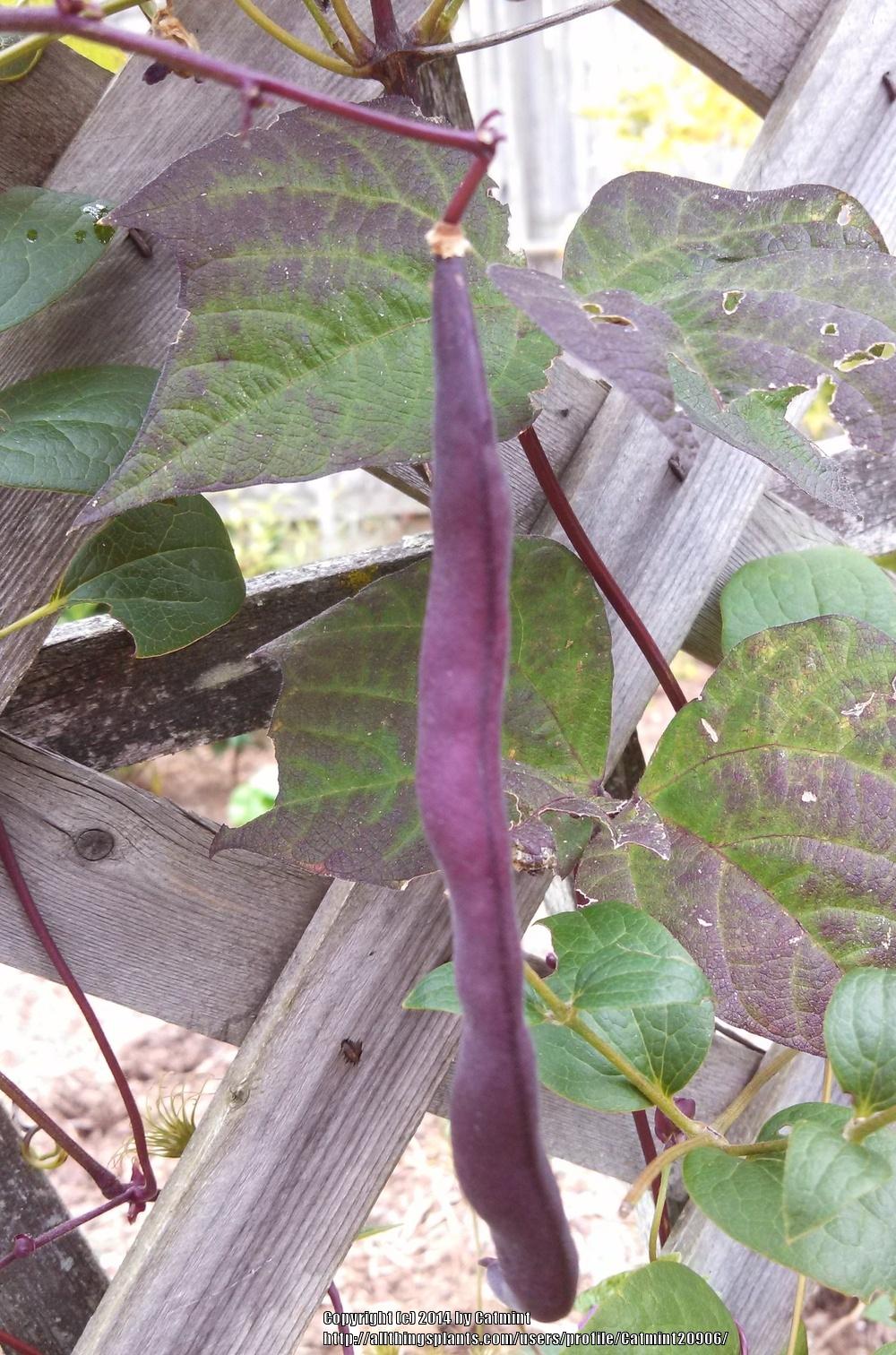 Photo of Green Bean (Phaseolus vulgaris 'Trionfo Violetto') uploaded by Catmint20906