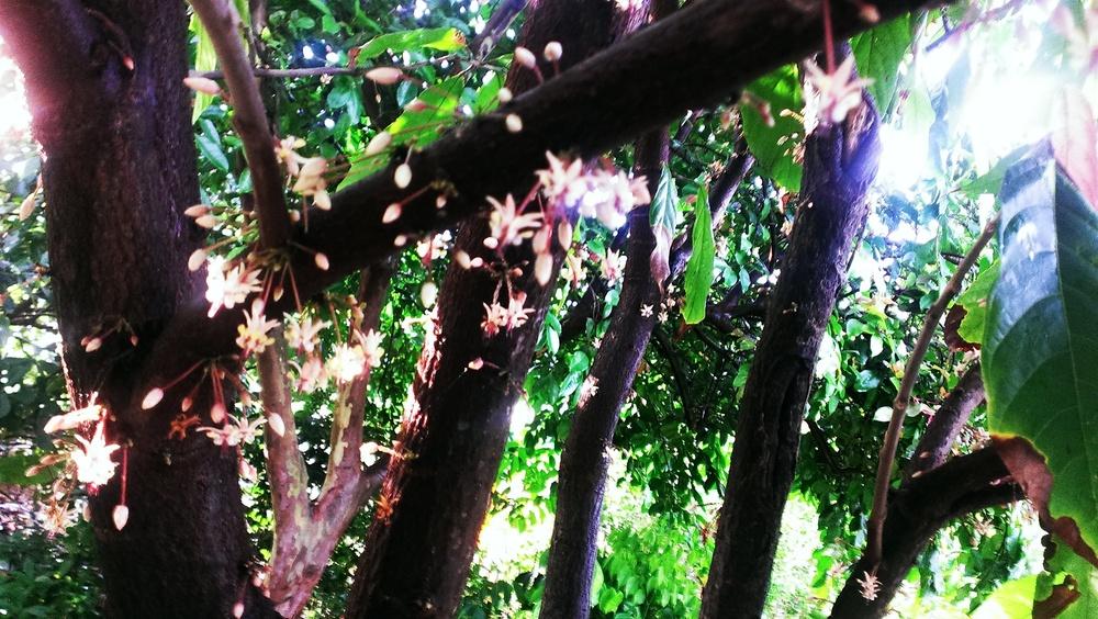 Photo of Cocoa Tree (Theobroma cacao) uploaded by Dutchlady1