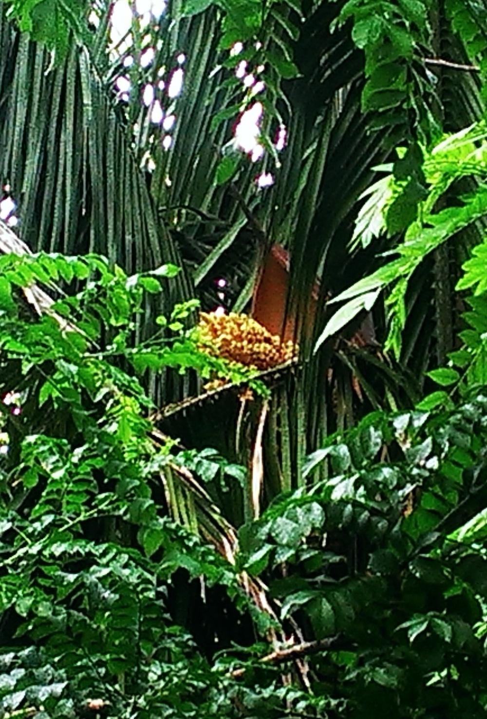 Photo of American Oil Palm (Elaeis oleifera) uploaded by Dutchlady1