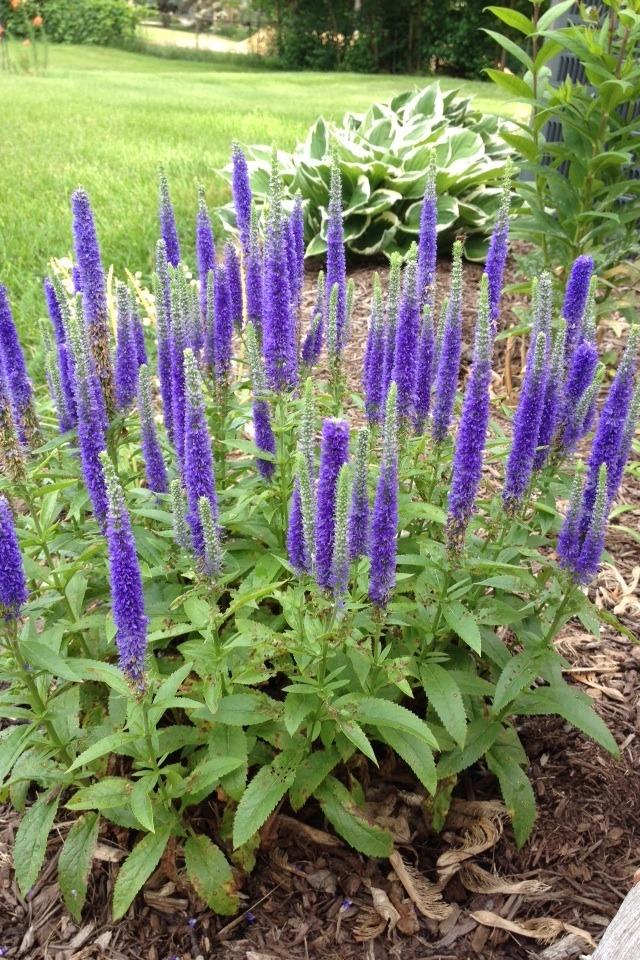 Photo of Spike Speedwell (Veronica spicata Royal Candles) uploaded by Gardenhoe