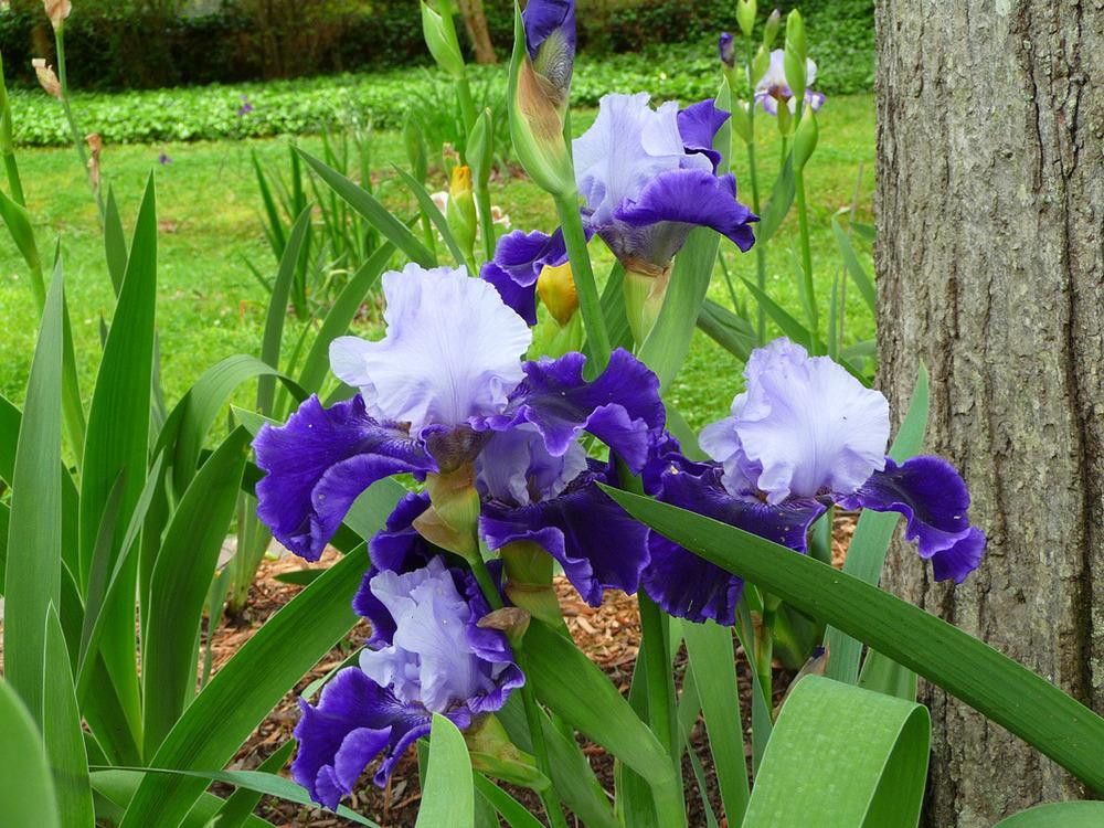 Photo of Tall Bearded Iris (Iris 'World Premier') uploaded by Lestv