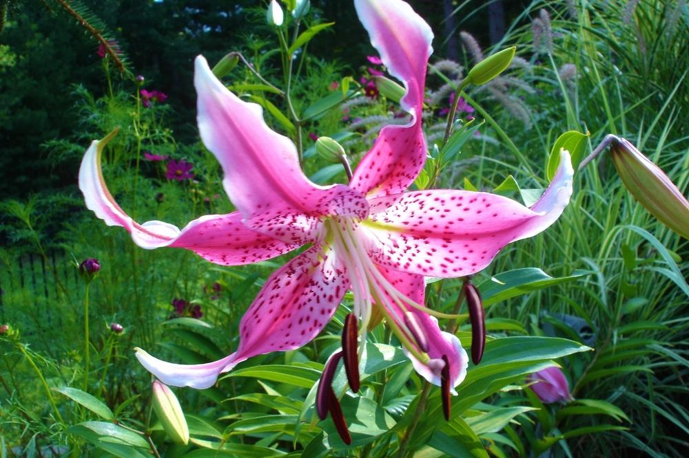 Photo of Rubrum Lily (Lilium speciosum) uploaded by Meredith79