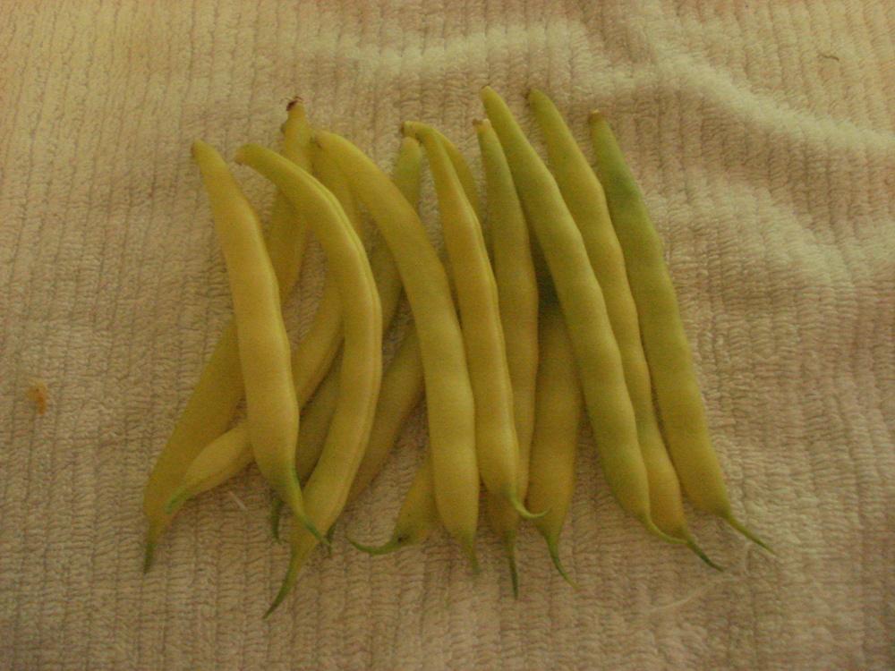 Photo of Wax Bean (Phaseolus vulgaris 'Improved Golden Wax') uploaded by Weedwhacker