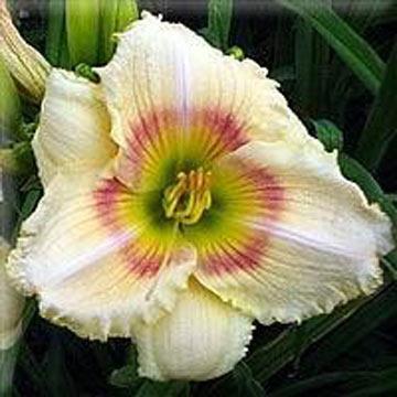 Photo of Daylily (Hemerocallis 'The Flower Formerly Known As Elsie') uploaded by chalyse