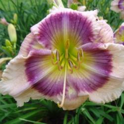 
Photo Courtesy of Natural Selection Daylilies. Used with Permissi